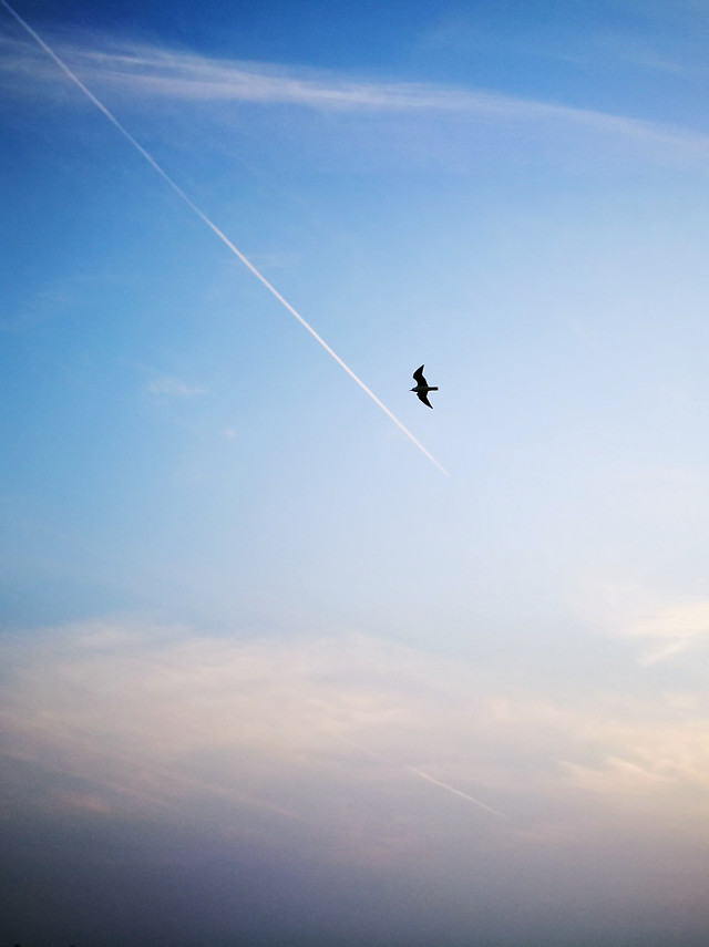 sky-flight-airplane-flying-aircraft 图片素材