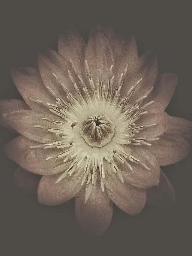 flower-flora-petal-beautiful-nature 图片素材