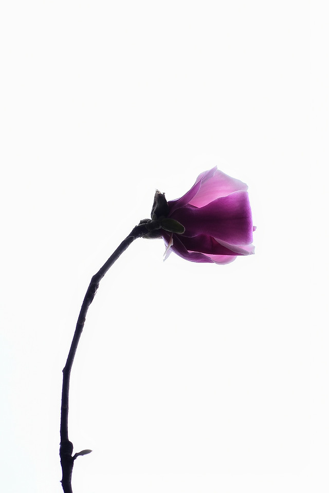 no-person-nature-flower-one-disjunct 图片素材