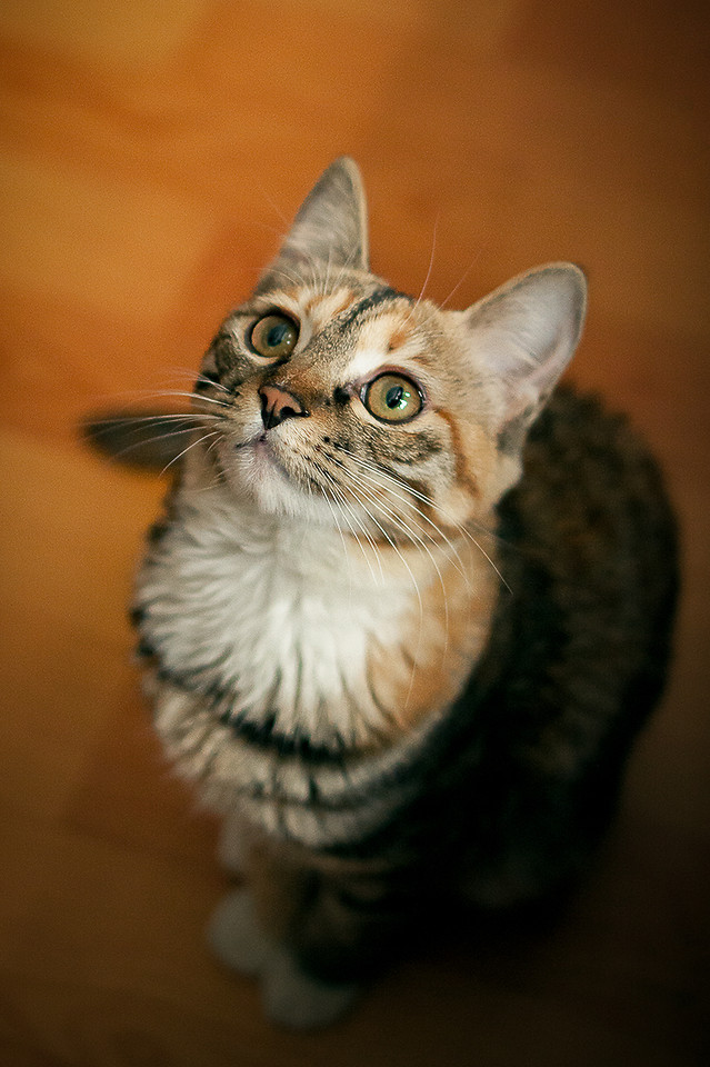 cat-portrait-cute-eye-pet picture material