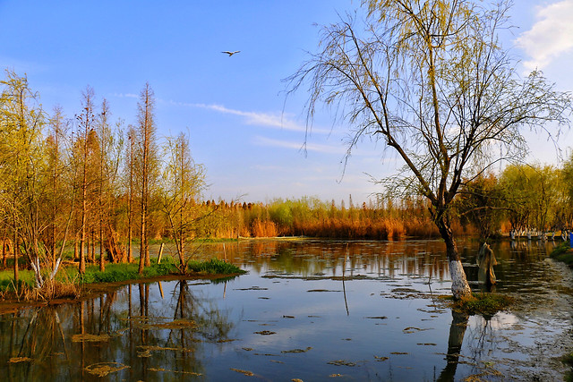 fall-water-lake-nature-tree picture material