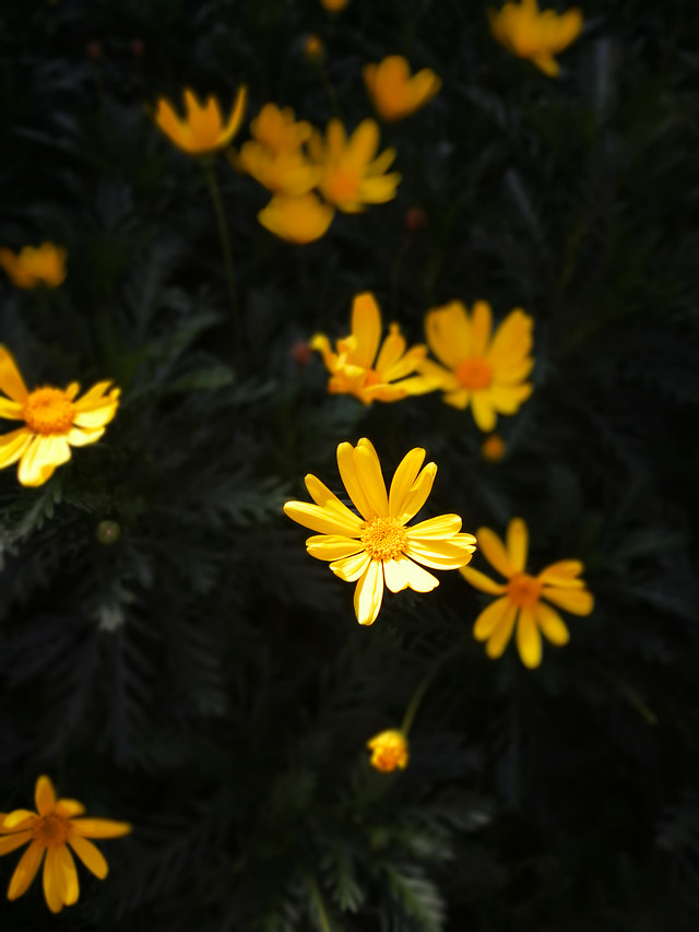 flower-no-person-nature-flora-garden 图片素材