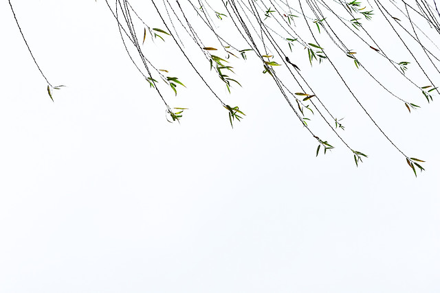 desktop-flora-graphic-illustration-flower 图片素材