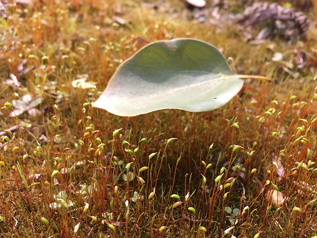 nature-outdoors-no-person-leaf-flora 图片素材