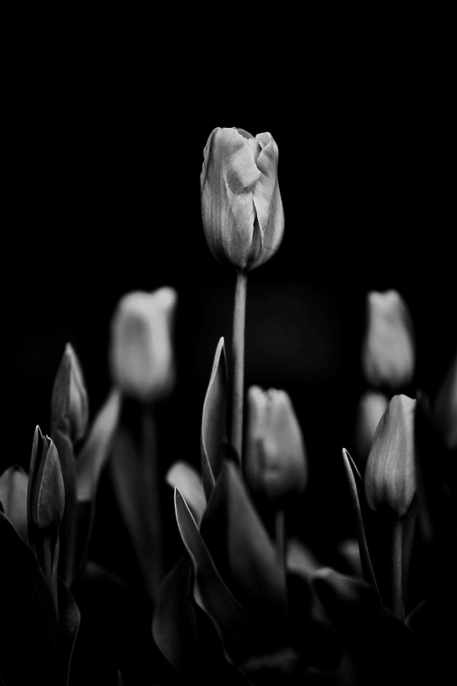 monochrome-tulip-flower-nature-no-person 图片素材