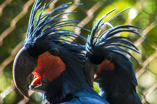 bird-no-person-wildlife-zoo-parrot picture material