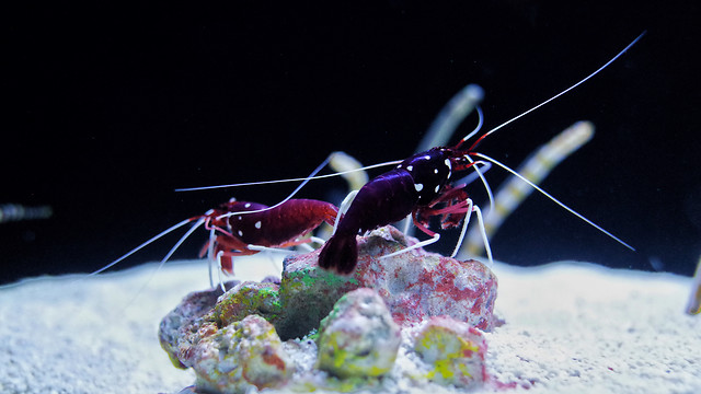 fish-no-person-invertebrate-nature-underwater 图片素材