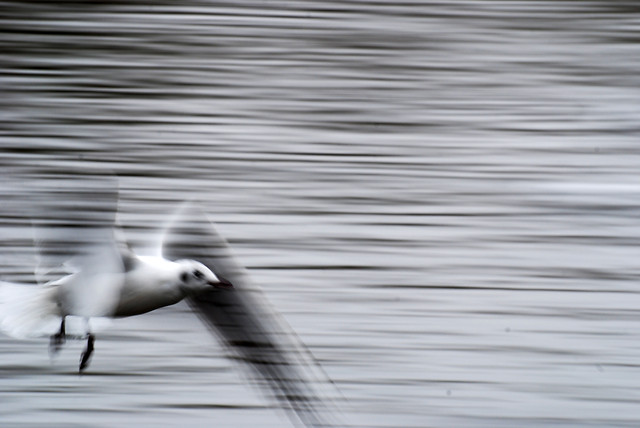 bird-water-reflection-beak-lake 图片素材