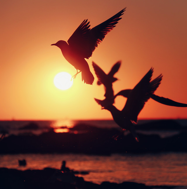 sunset-bird-dawn-evening-silhouette picture material