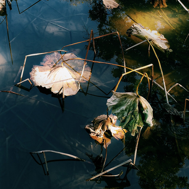 water-no-person-reflection-nature-leaf picture material