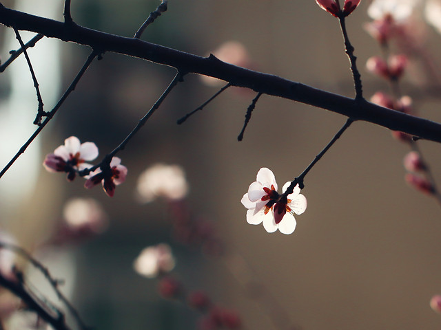 flower-branch-no-person-cherry-dof 图片素材