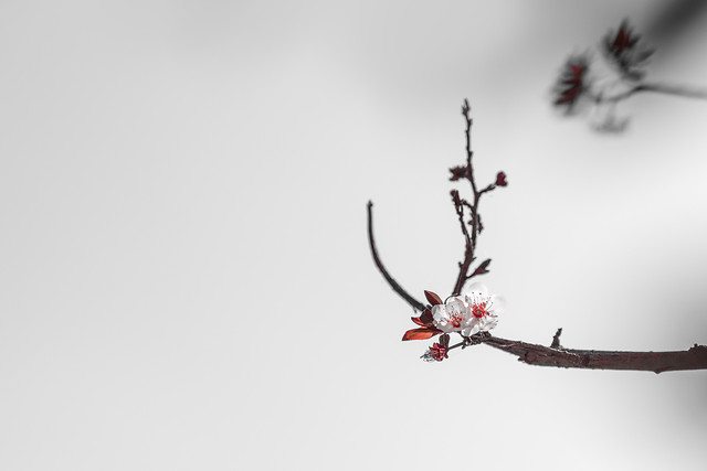 bird-winter-tree-branch-flight 图片素材