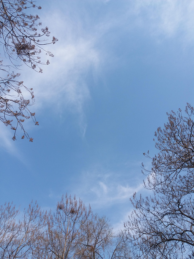 winter-snow-tree-frost-sky picture material