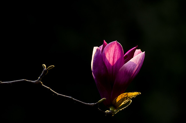 flower-no-person-nature-leaf-flora 图片素材