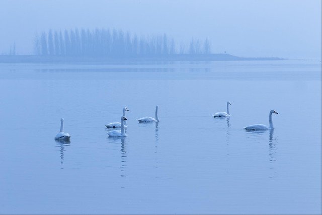 bird-lake-swan-water-reflection picture material