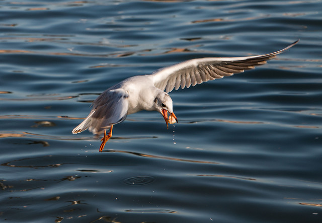 bird-wildlife-seagulls-water-animal picture material