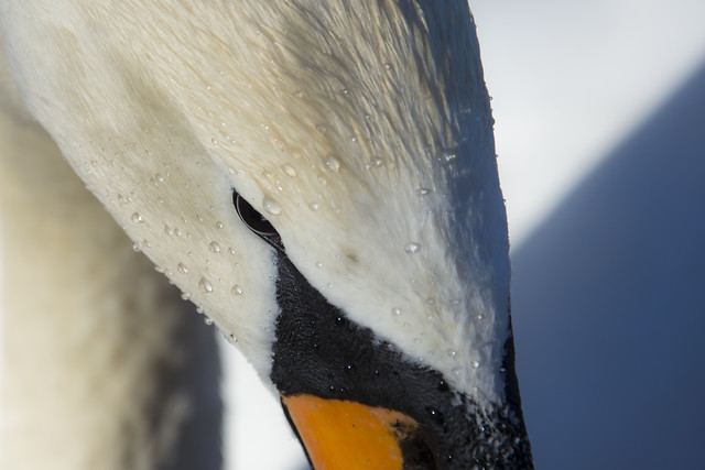 bird-no-person-nature-water-snow 图片素材