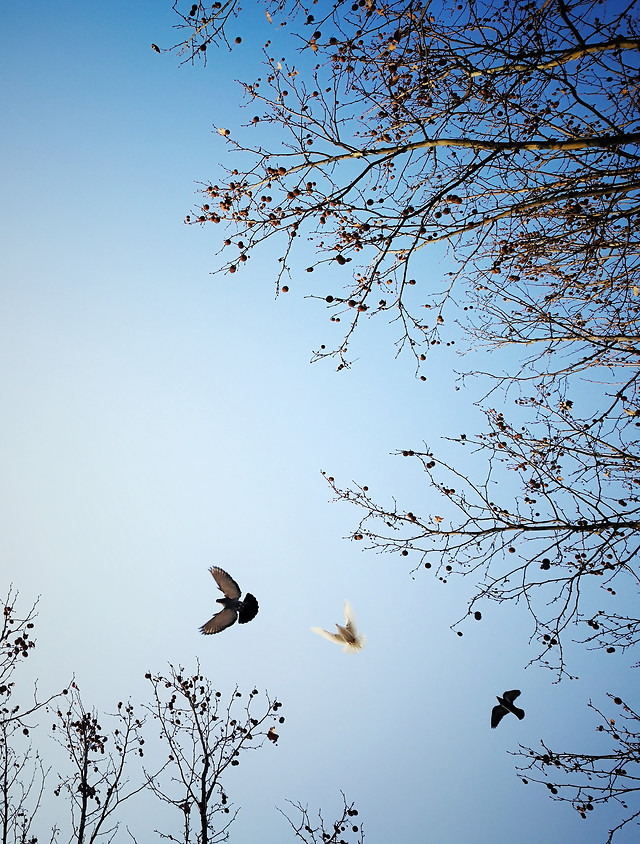 bird-sky-nature-tree-flower 图片素材