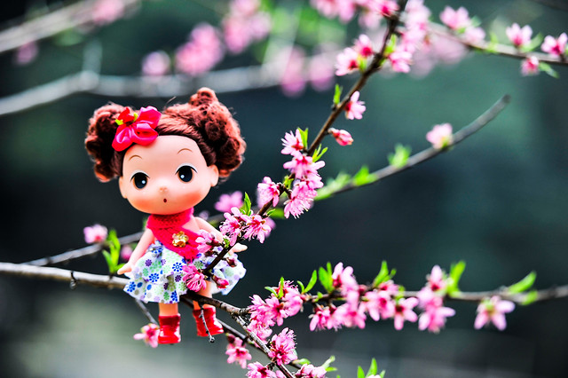 flower-tree-cherry-nature-branch 图片素材