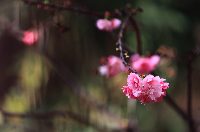 flower-no-person-nature-pink-leaf 图片素材