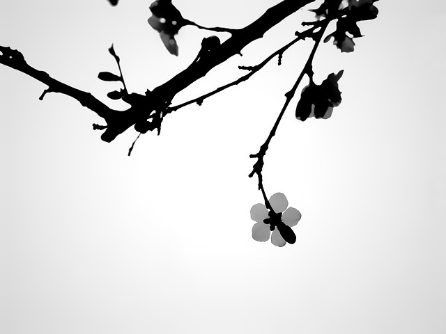 branch-silhouette-tree-bird-black-and-white 图片素材