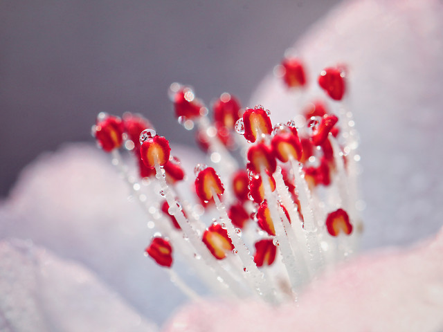 flower-no-person-blur-winter-still-life 图片素材
