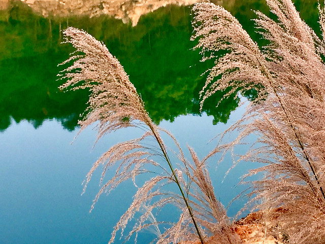 no-person-nature-summer-flora-bright 图片素材