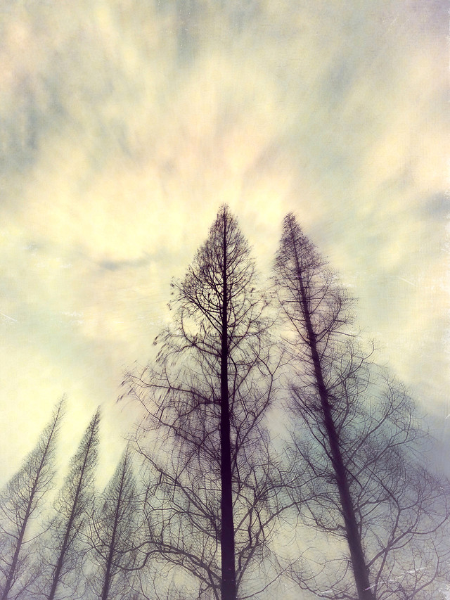 no-person-fog-winter-sky-nature picture material