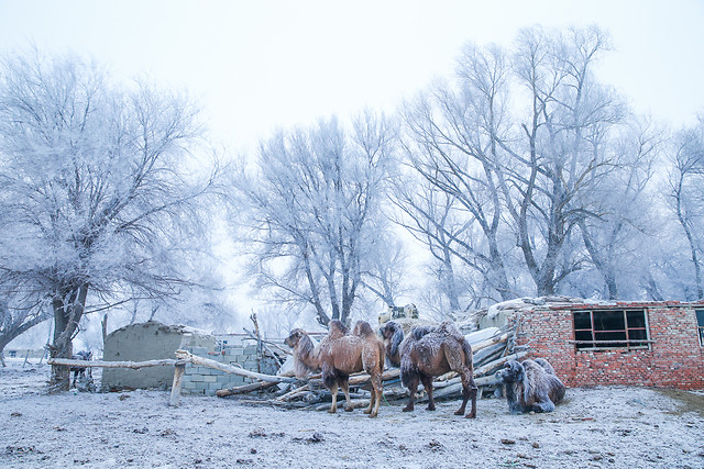 winter-snow-cold-frost-ice picture material