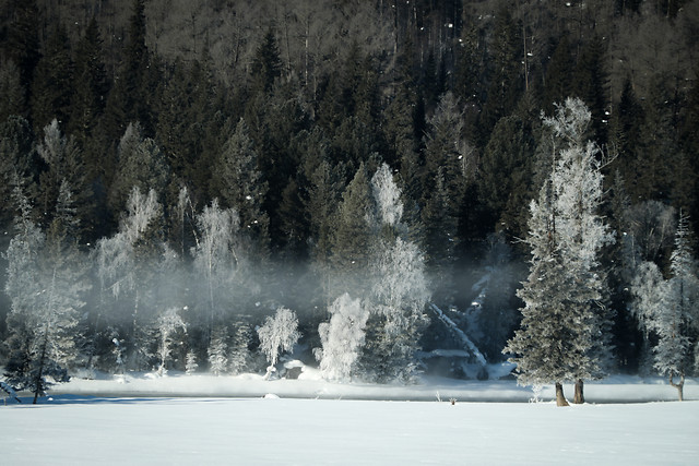 snow-winter-cold-fog-wood picture material