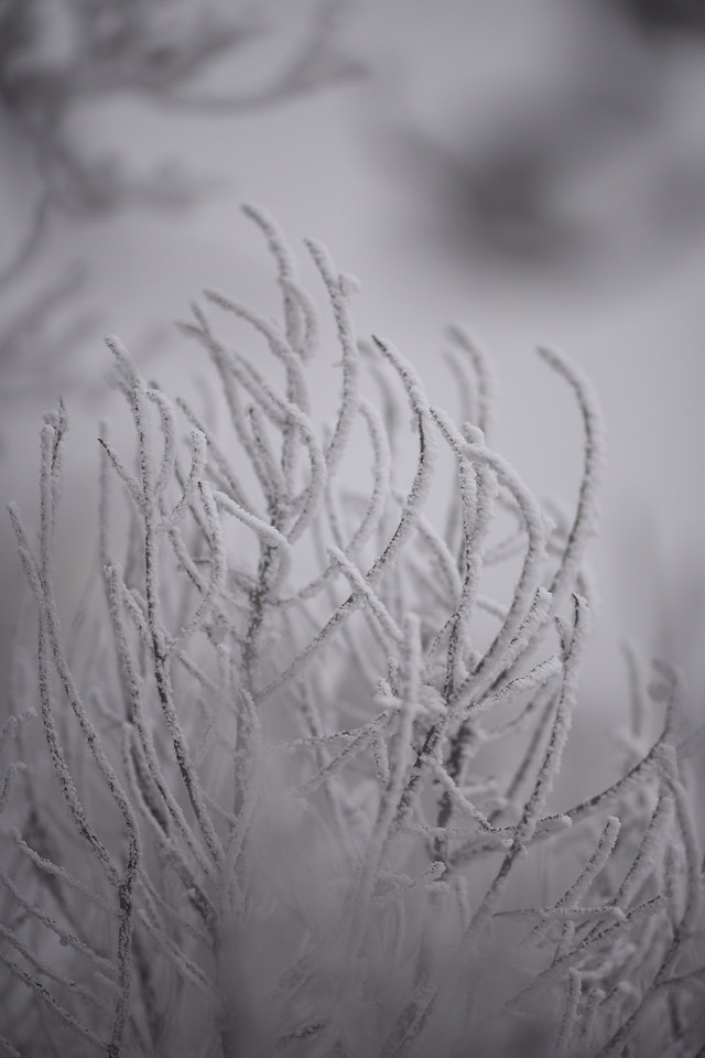 nature-winter-abstract-snow-frost picture material