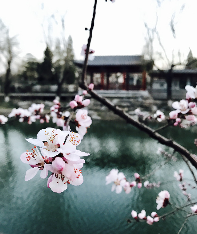 flower-tree-branch-cherry-winter 图片素材