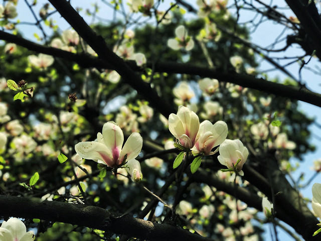 flower-tree-nature-branch-flora 图片素材