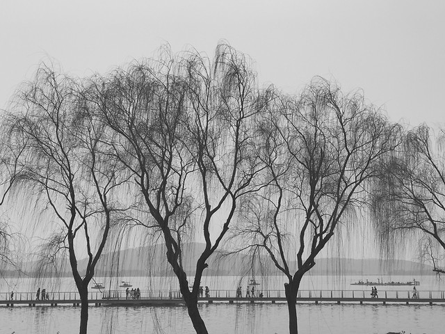 tree-landscape-fog-wood-water picture material