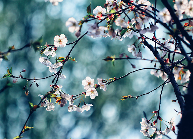branch-tree-flower-nature-cherry 图片素材