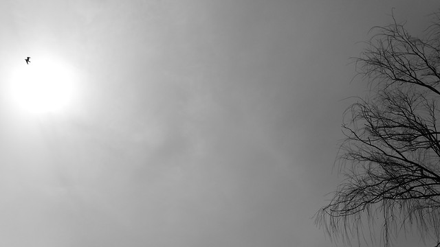 fog-sky-sun-nature-landscape picture material