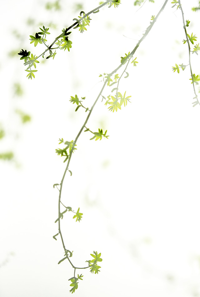 flora-leaf-nature-flower-growth 图片素材