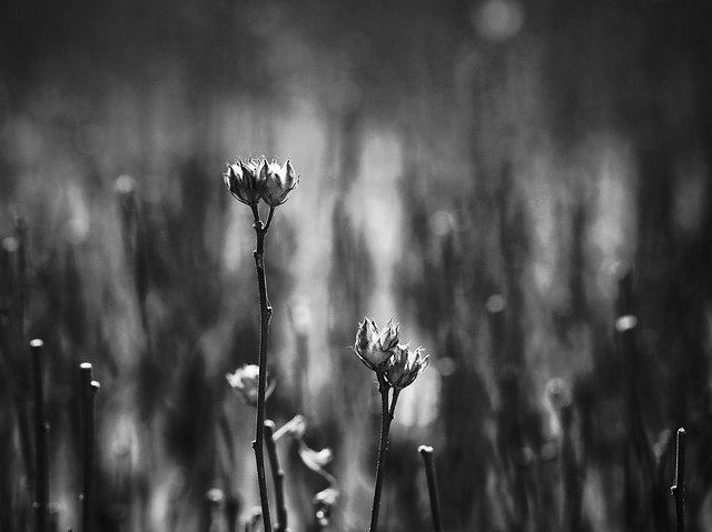 nature-no-person-sun-dawn-leaf 图片素材