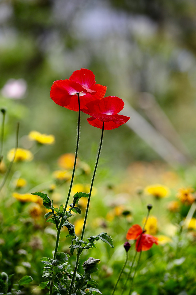 nature-flower-summer-no-person-flora 图片素材