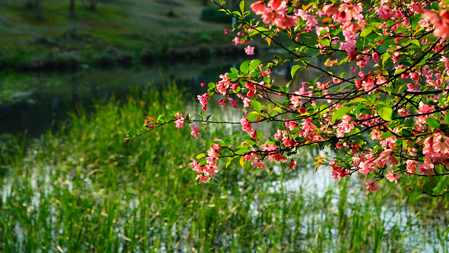 nature-flower-flora-tree-growth 图片素材