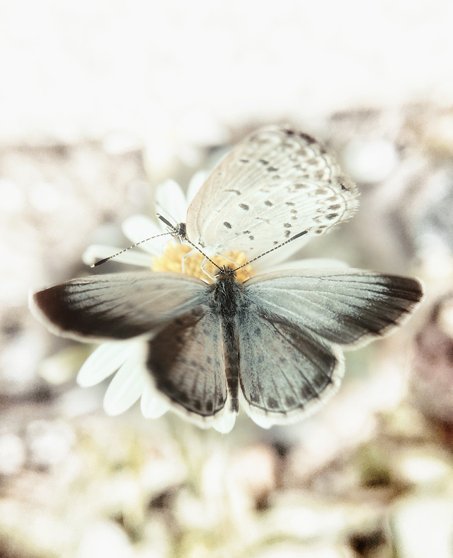 nature-butterfly-insect-summer-wildlife picture material