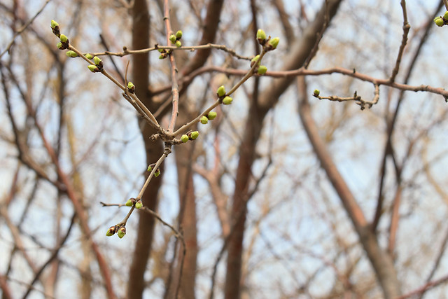 tree-winter-branch-no-person-snow 图片素材