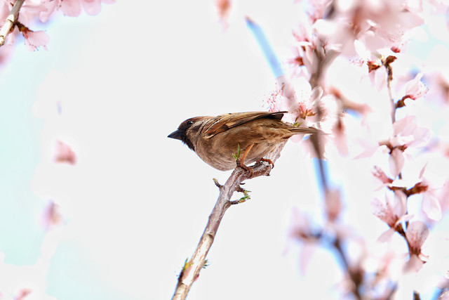 nature-no-person-bird-flower-outdoors 图片素材