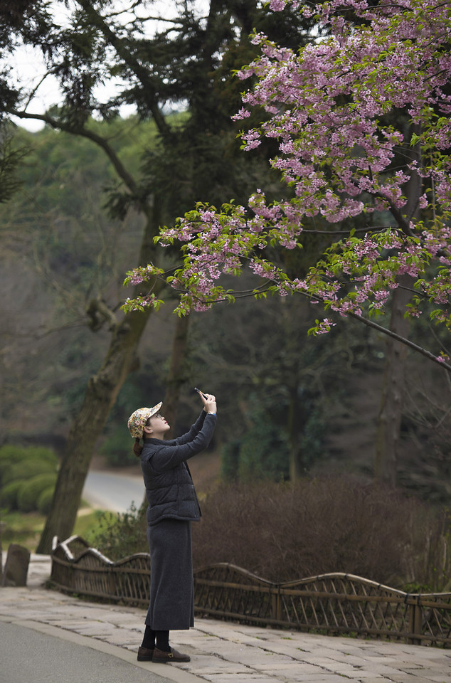 tree-landscape-flower-plant-people 图片素材