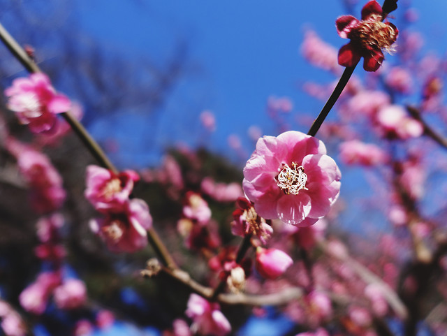 flower-branch-cherry-no-person-tree 图片素材