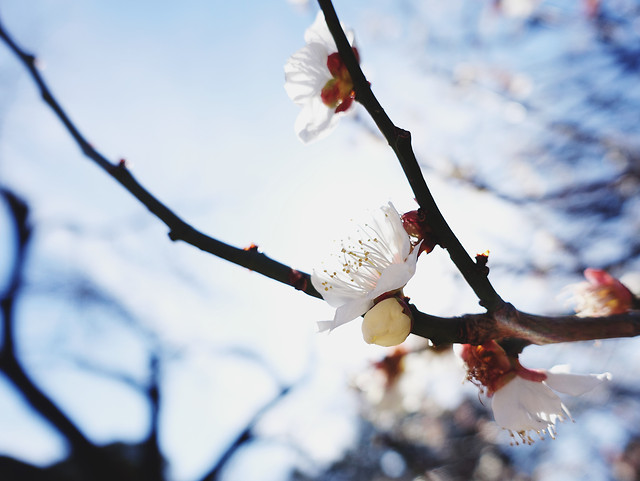 cherry-tree-branch-flower-apple 图片素材