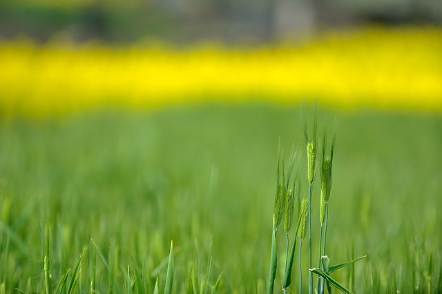 grass-field-nature-growth-rural picture material