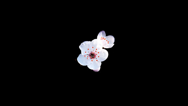 no-person-flower-nature-white-blossom picture material