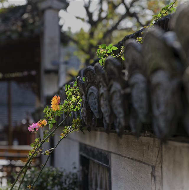 flower-no-person-outdoors-garden-travel 图片素材