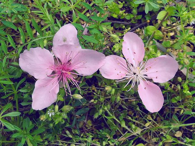 flower-nature-flora-leaf-garden 图片素材